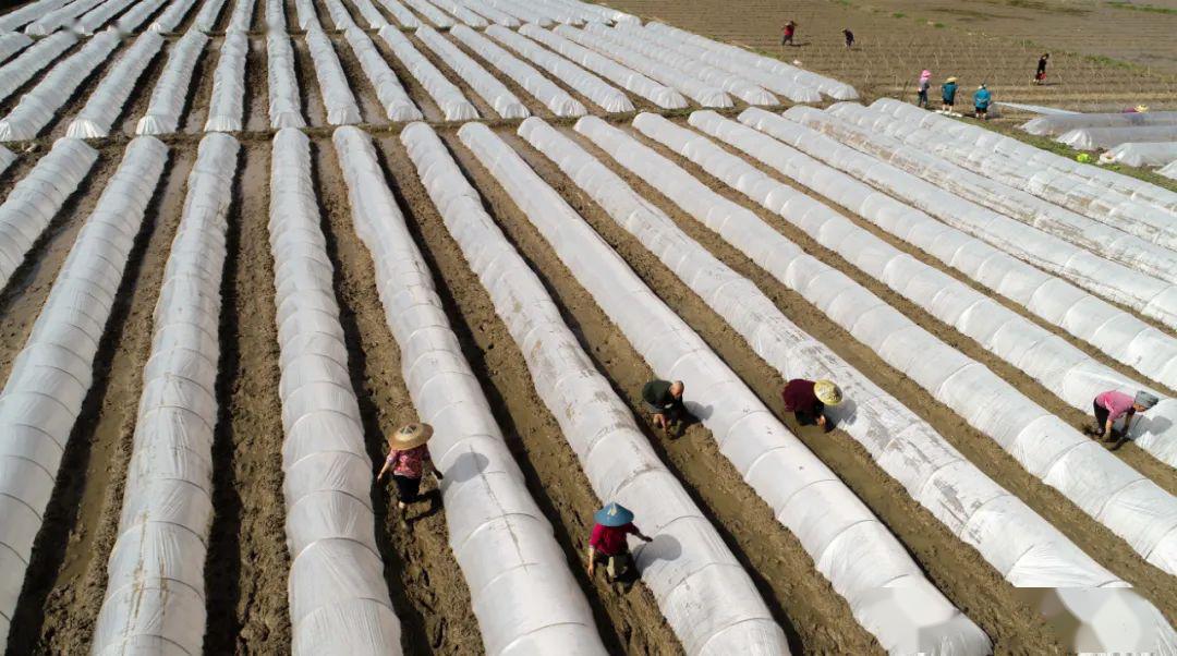 村民在盘石镇臭脑村的田间覆膜