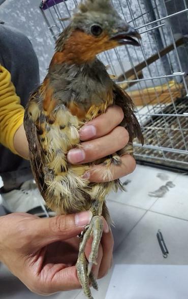 电媒,犯罪嫌疑人王某某△犯罪嫌疑人指认捕猎的保护动物收缴狩猎工具