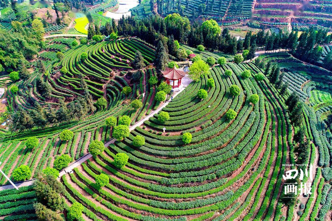 茶之旅|四川的春天还可以这么玩儿!_茶园