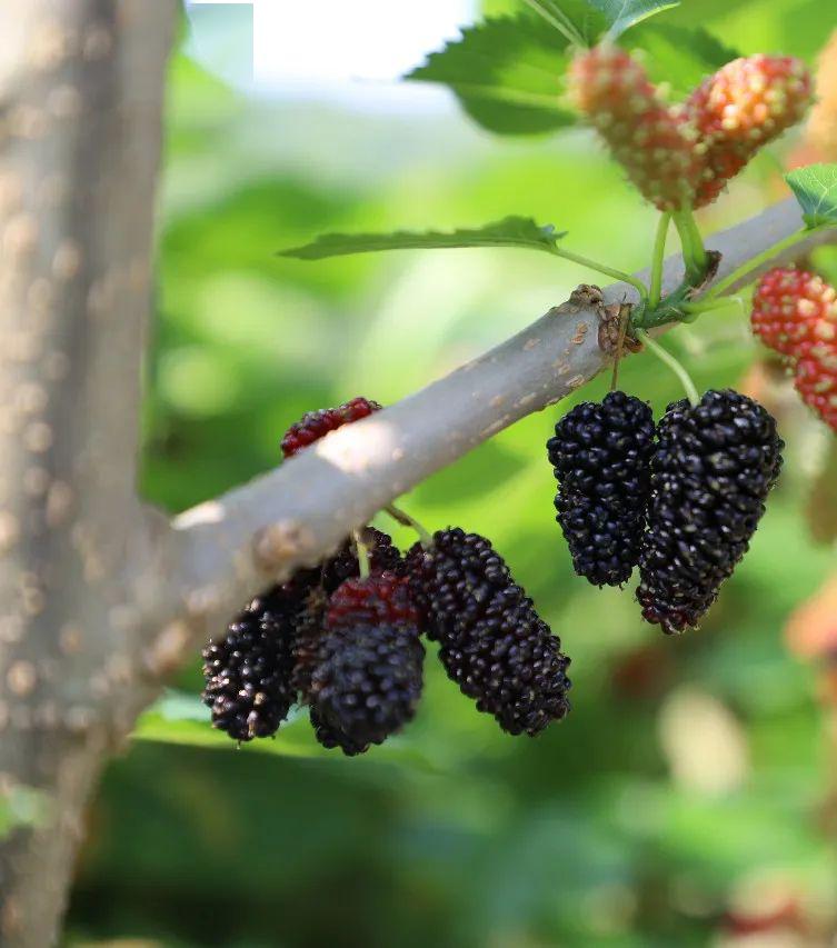 乡村振兴如此葚好等你来摘