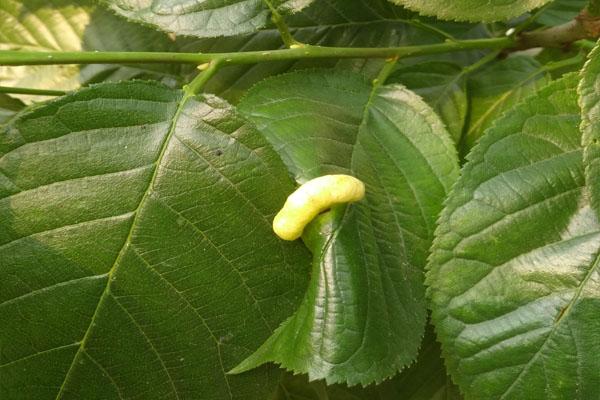 樱桃瘿瘤蚜为1年发生多代,以卵在樱桃幼枝上越冬.