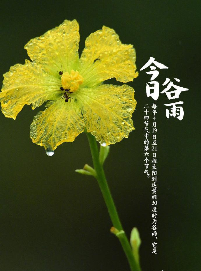 雨生百谷谷雨