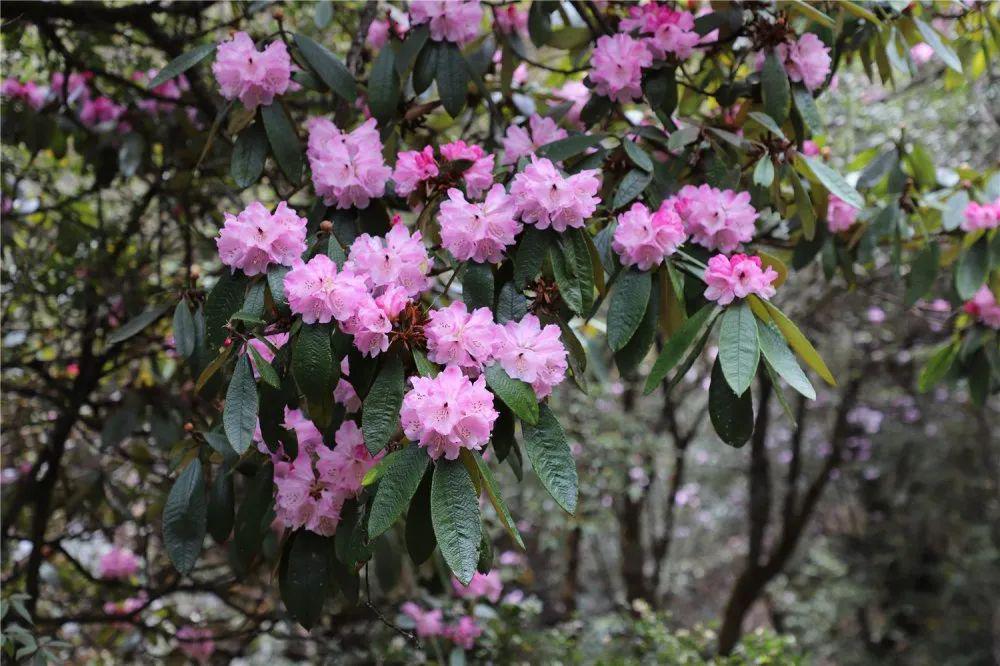 我和春天有约|优秀作品展示——杨柳_杜鹃