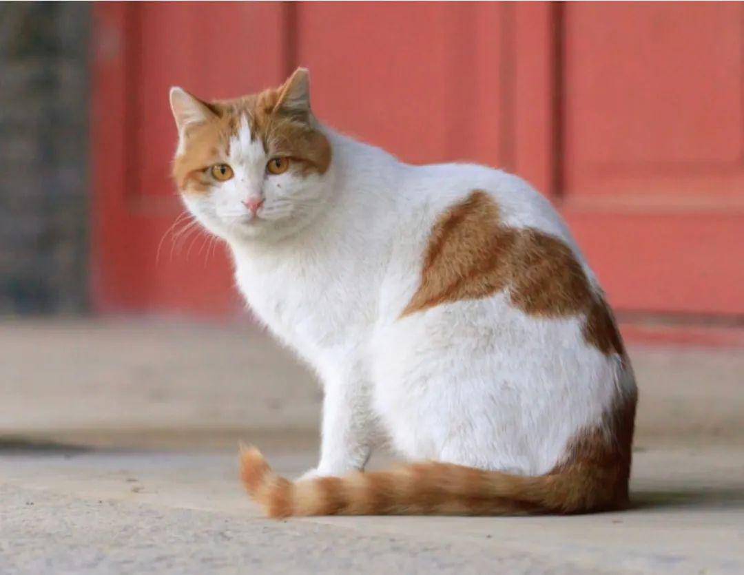 北大猫咪图鉴最混乱的猫猫关系全在这所校园里了