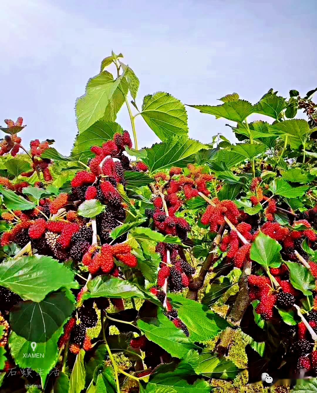 【图集】石蟆镇秦琴桑葚基地.