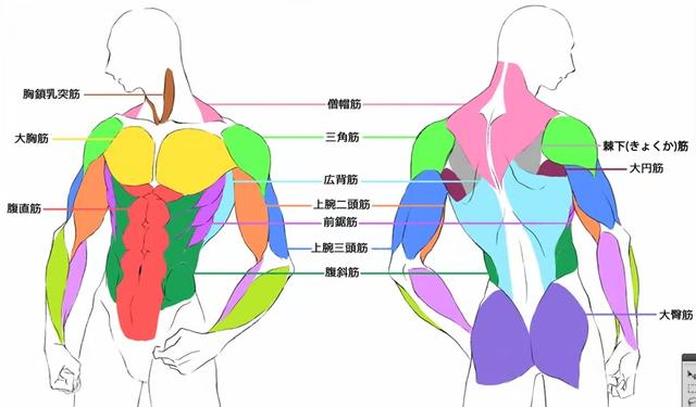 不会解刨学你还想学好绘画一篇文章带你认识全部的人体肌肉结构