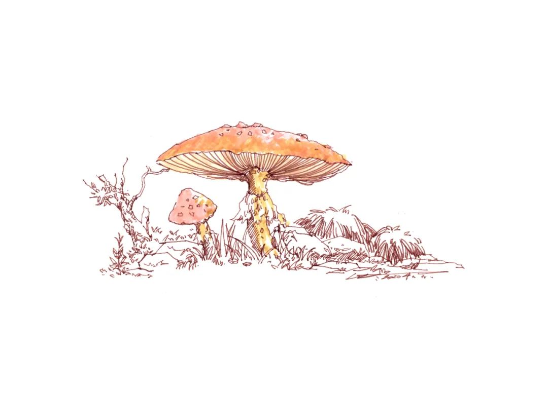 马克笔教程可爱蘑菇马克笔上色表现