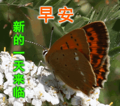 2020最美早上好动态图片表情带字和鲜花,早安问候语配动态图片