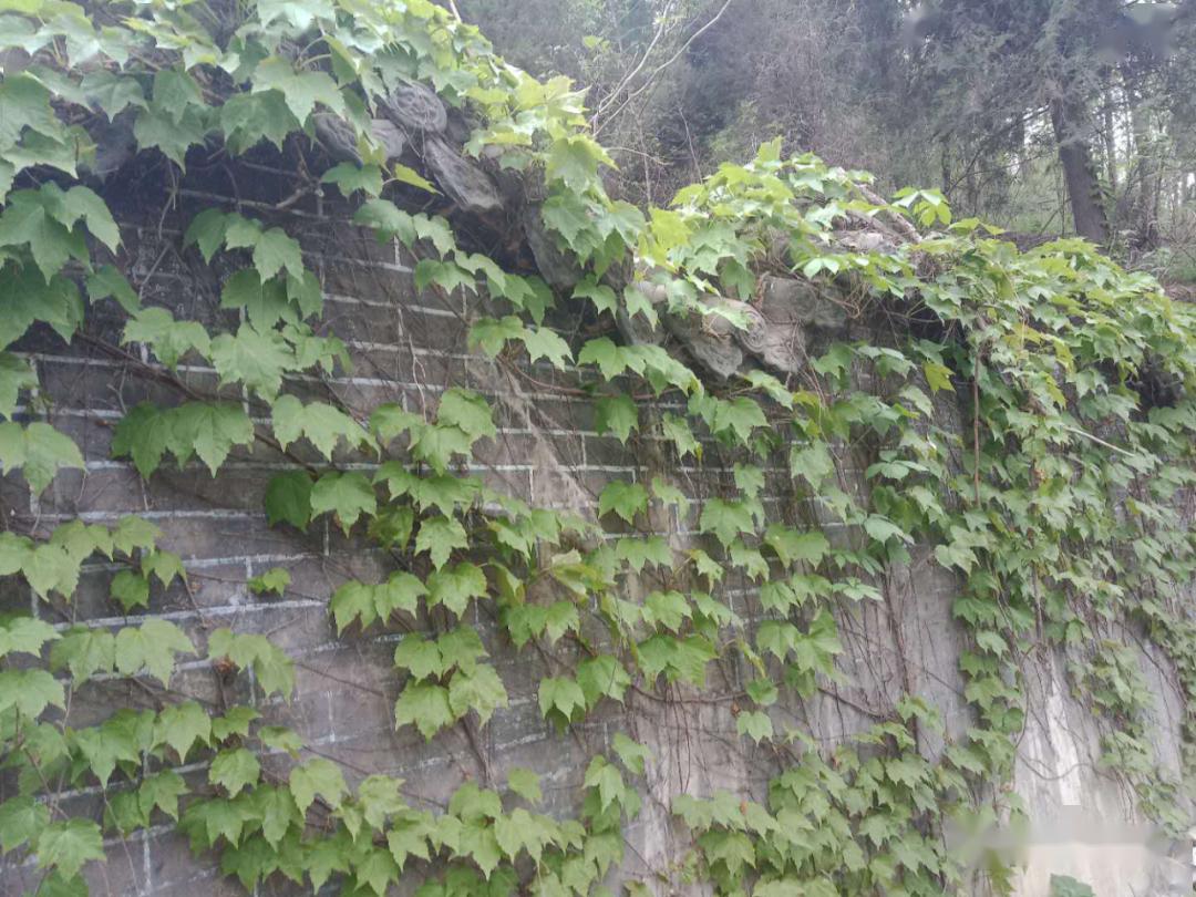 渑池城关康养文旅田园神奇的吕祖庙山