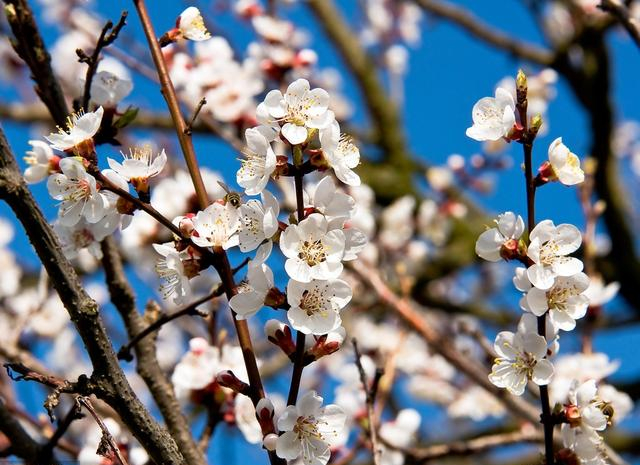 栽了几年的杏树开花不结果有人说这是公树你是不是相信了