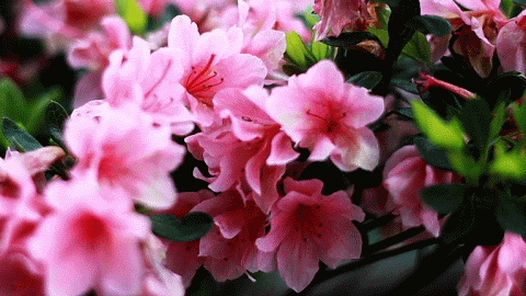 权程罕点南阳西峡银树沟杜鹃花节特惠大抢购原价60元抢购价仅赠送专用