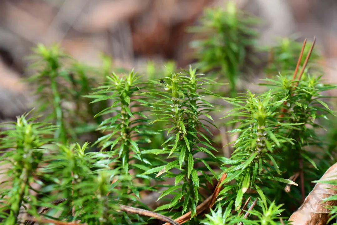 3.四川石杉(石杉科,石杉属)2.心叶华葱芥(十字花科,华葱芥属)1.