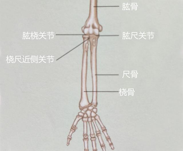 肱桡关节和肱尺关节为铰链关节,主要负责肘部的屈伸;桡尺近侧关节主要