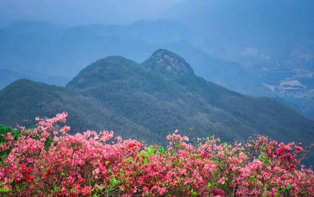 赏花,游玩,品美食……旅游线路都为你安排好啦!_百丈镇