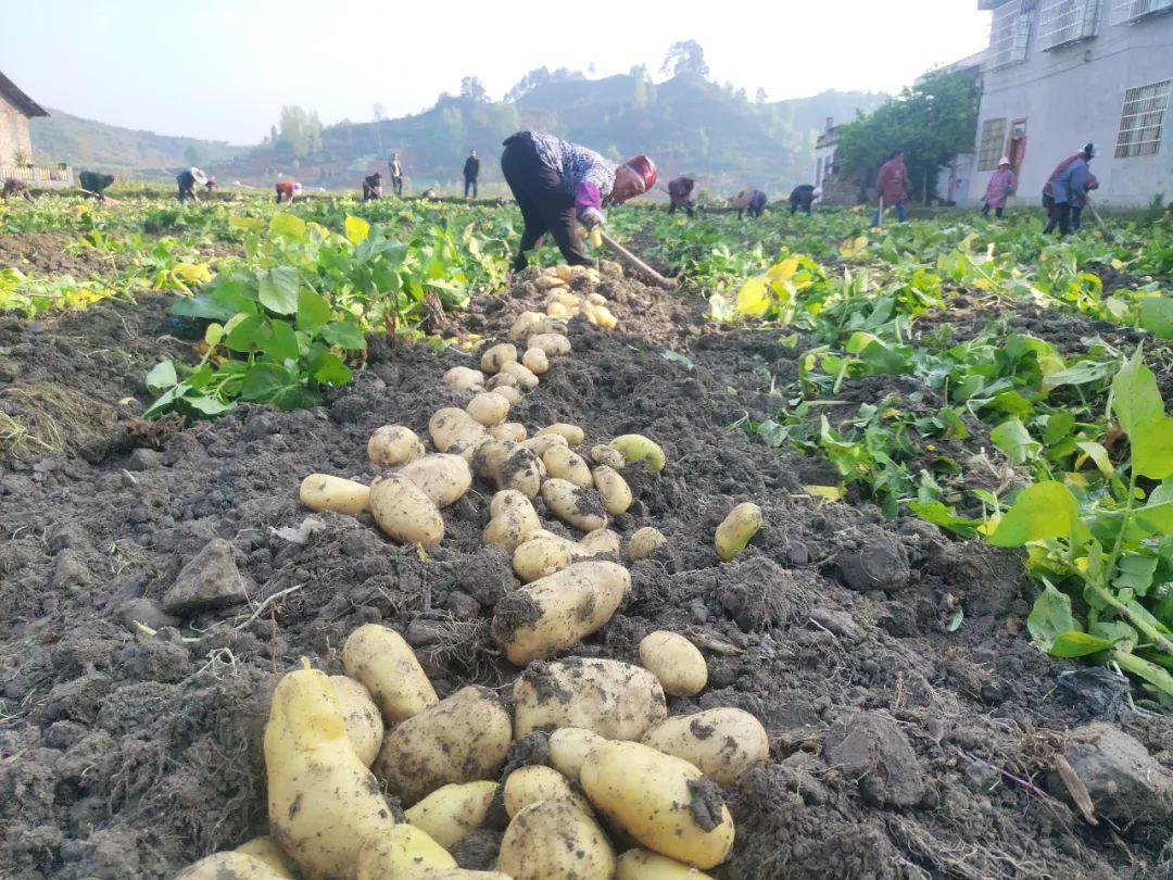 旧州镇万亩粮仓变菜园农民经济收入找到新路子