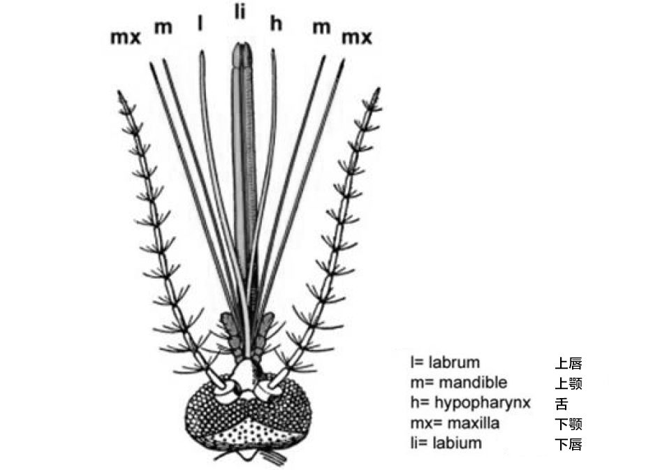 蚊子的口器称为喙,其藏着复杂的结构,解剖一下看有6根针.