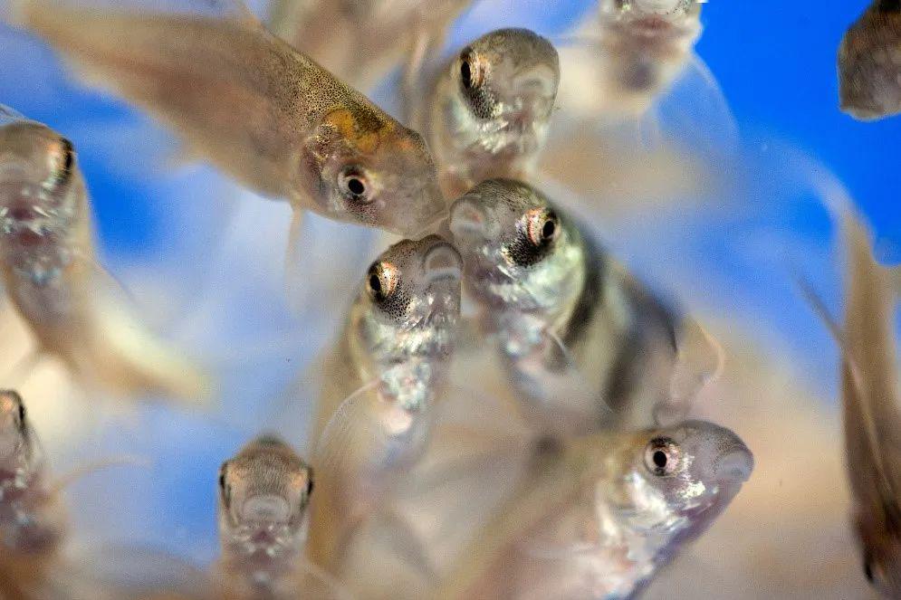 胭脂鱼幼苗 摄影:黄正平