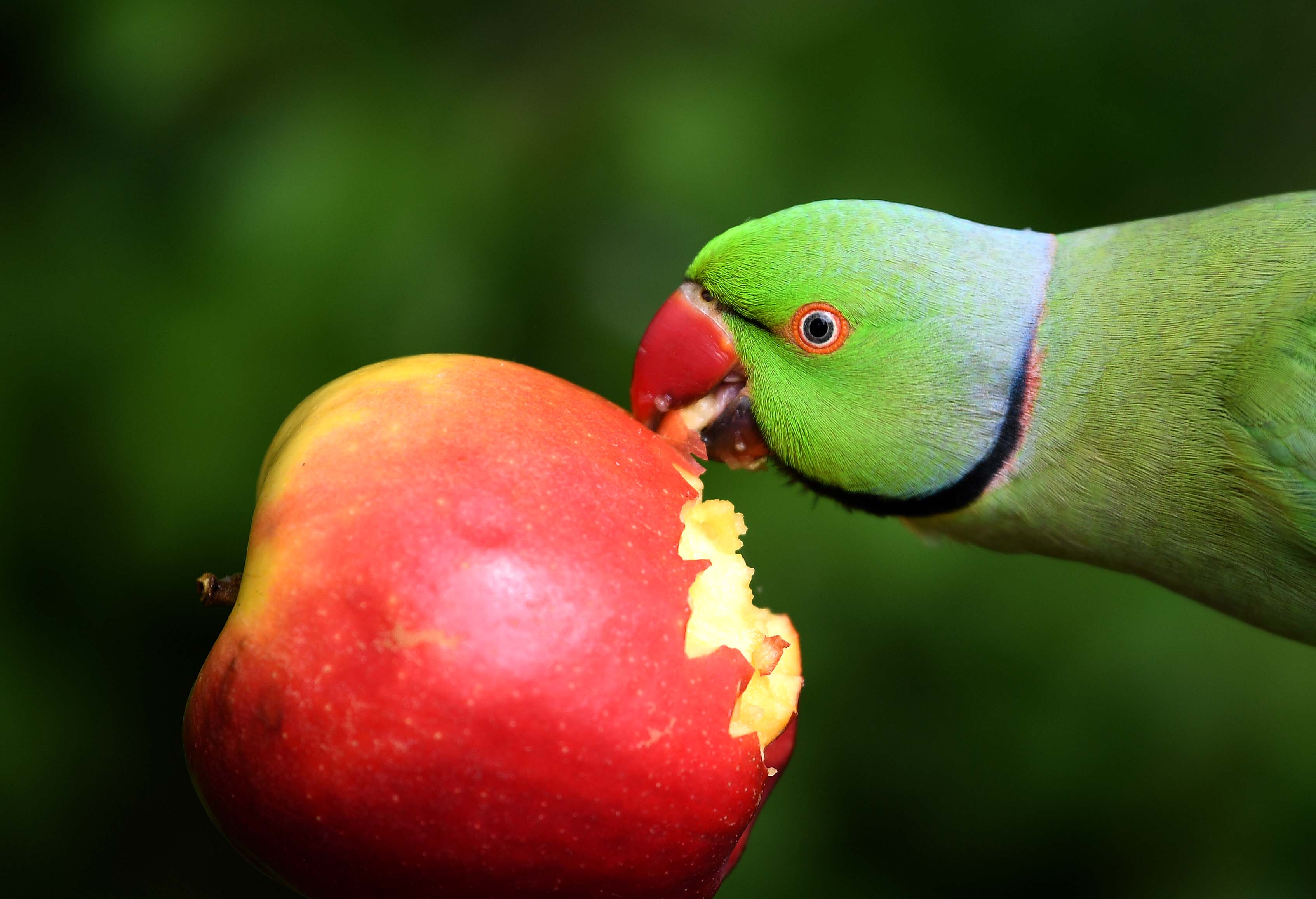 肯辛顿花园的鹦鹉_英国伦敦