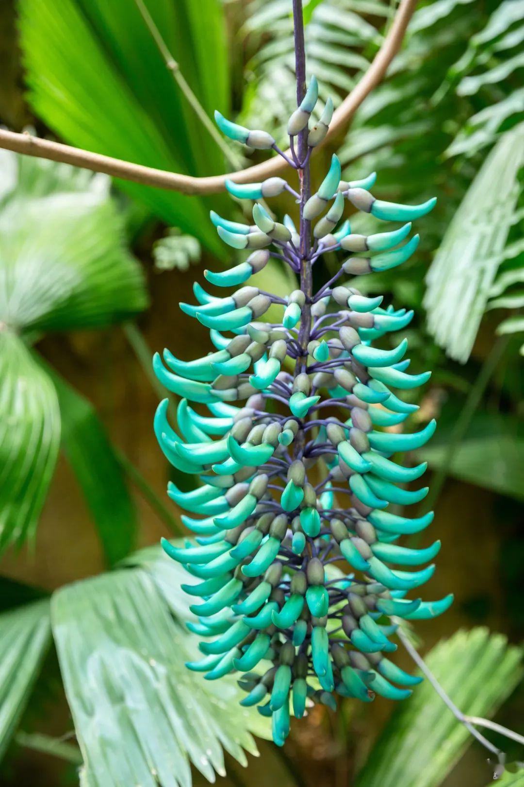 实探300 万㎡原始森林,就在市中心!