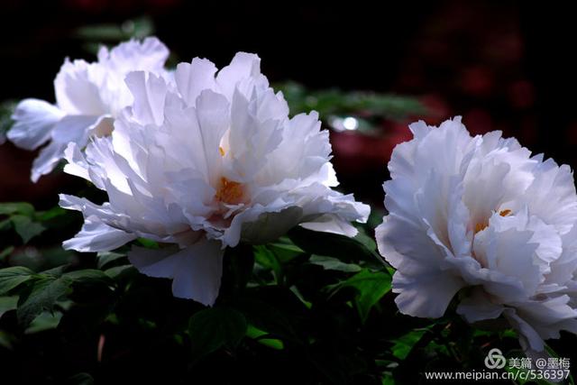洛阳白牡丹芳菲娇艳犹如白衣天使奉献人间