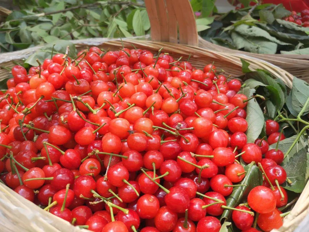 镇宁马厂茂良村用产业扶贫的成果樱桃向抗疫战士致敬