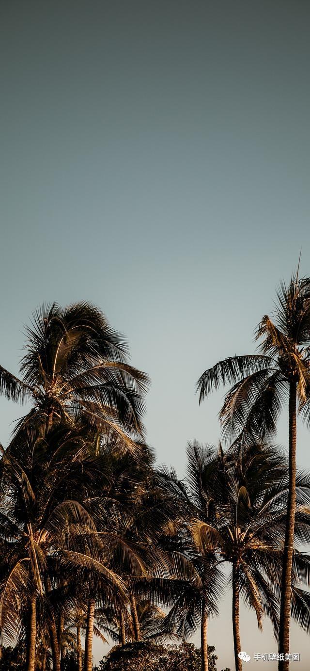 2020抖音壁纸全屏,最近很火的壁纸潮图精选