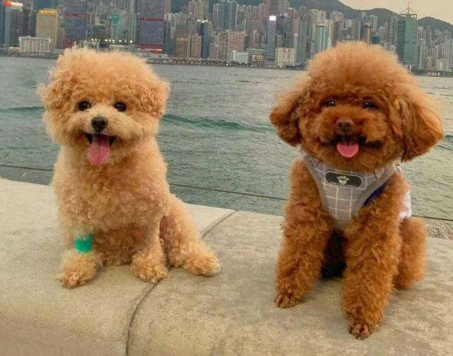 郭嘉文晒靓照引争议海边摆拍无视警告牌宠物狗也没有保护措施