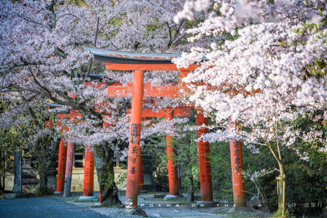 京都隐藏樱花打卡点竹中稻荷神社