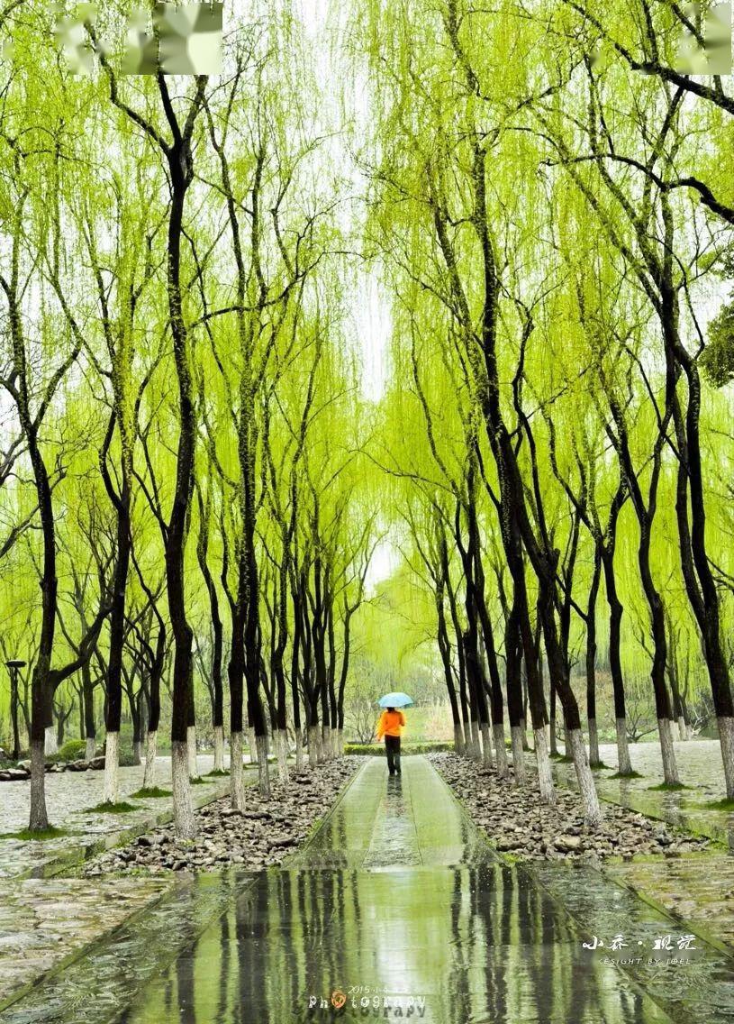 好雨知时节生命在春雨中焕发活力