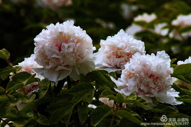 洛阳白牡丹芳菲娇艳犹如白衣天使奉献人间