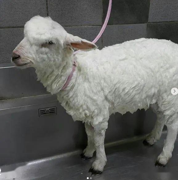 首尔这家羊咖全是白胖软萌的小绵羊,任撸!