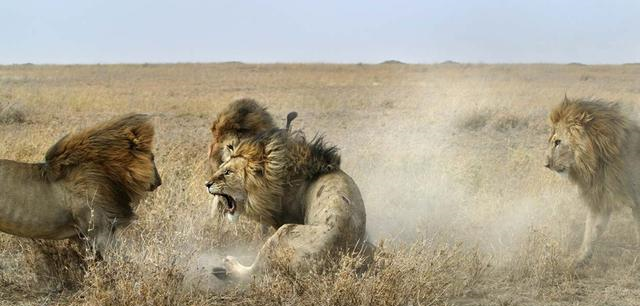被狮群驱逐的流浪雄狮,长大后还认知自己的母亲吗?