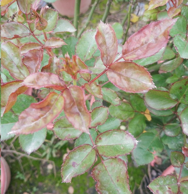 蓝妖月季出现花叶畸形这个问题今年很高发教你一招