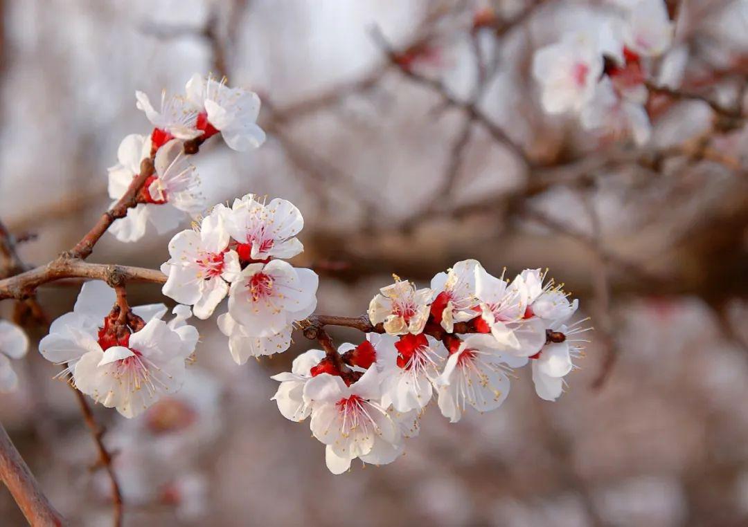 红杏是什么花,小红杏(第3页)_大山谷图库