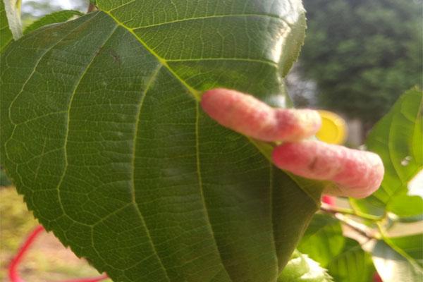 想去摘点樱桃吃,发现樱桃叶子上好多虫子,仔细一看这"虫"好萌_叶片