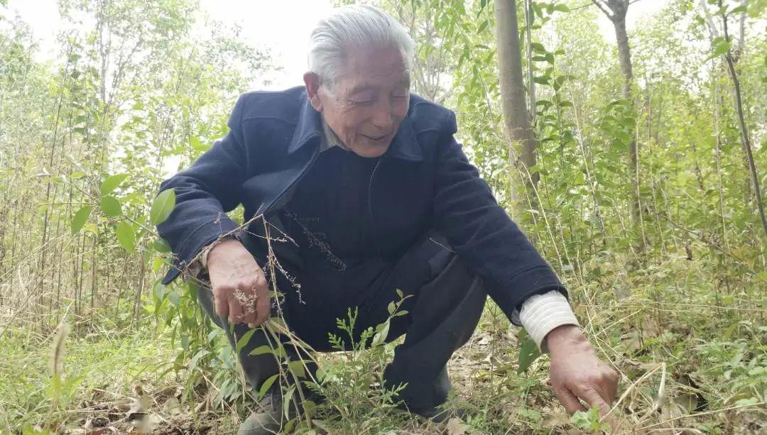 陕西一位老人,60岁开始种树,22年,21棵变130000棵_齐仲平