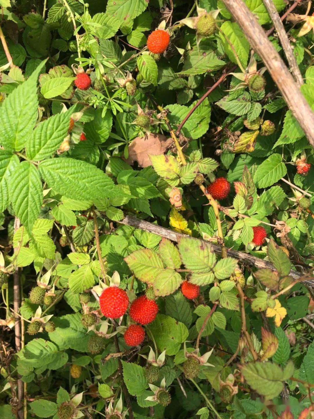 比如说起乌夸子( 乌泡子)!