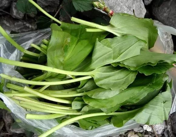 方志四川61美食舌尖上的美味平武野菜