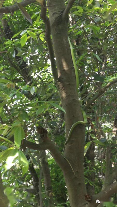 永安万竹山市民散步时惊遇一条青竹蛇,游玩的人一定要小心!