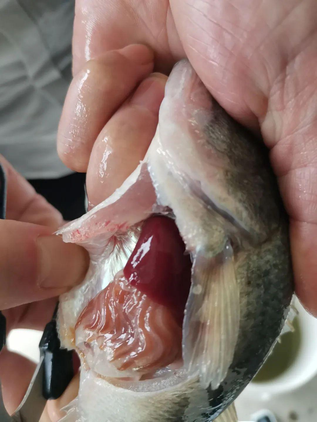 鱼类肝脏健康至关重要但养殖中诸多伤肝行为仍要引起重视