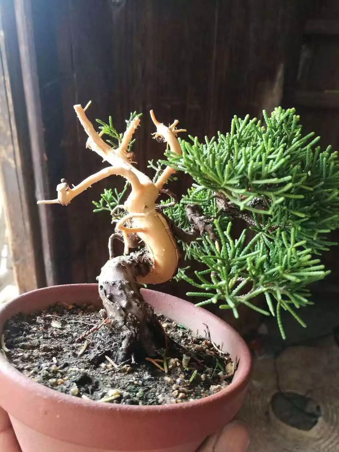 舍利干虽美形成却残酷向你展示舍利干盆景艰辛形成历程