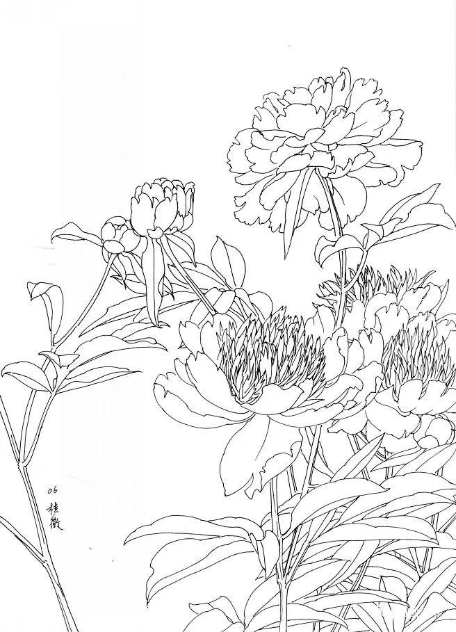 图文教程工笔芍药画法步骤与白描画稿