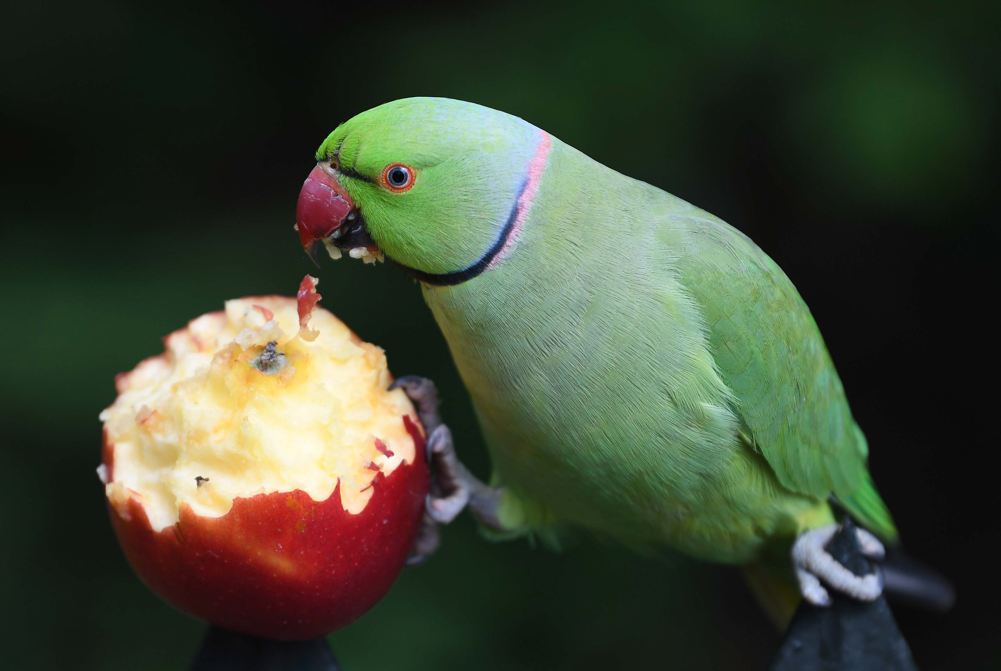 肯辛顿花园的鹦鹉_英国伦敦