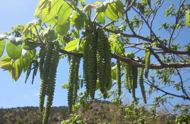 【方誌四川61美食】舌尖上的美味,平武野菜!_鹿耳韭