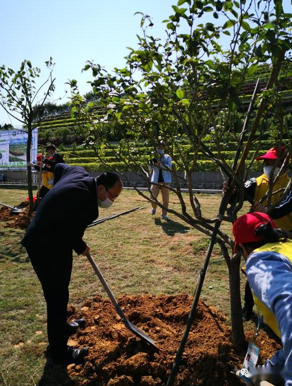 骨灰植树还林花都这个墓园成为广州示范点
