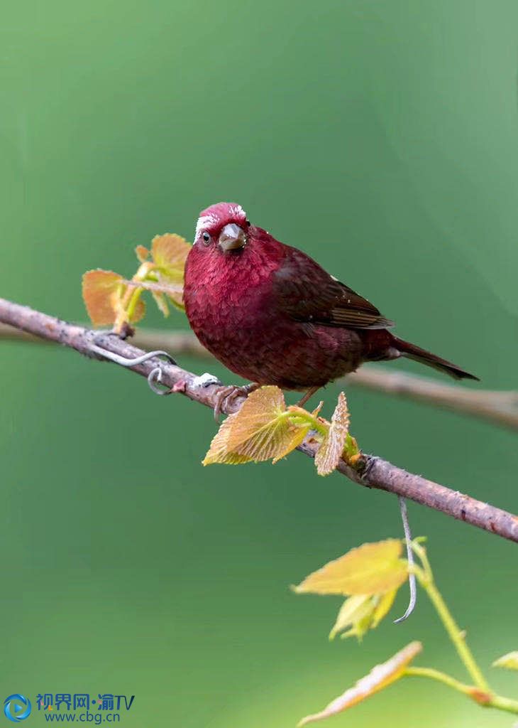 中国最小鸟惊现重庆城口 只有拇指大