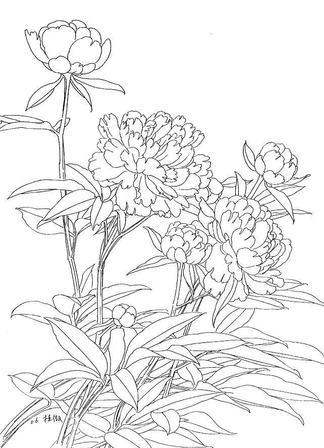 图文教程工笔芍药画法步骤与白描画稿