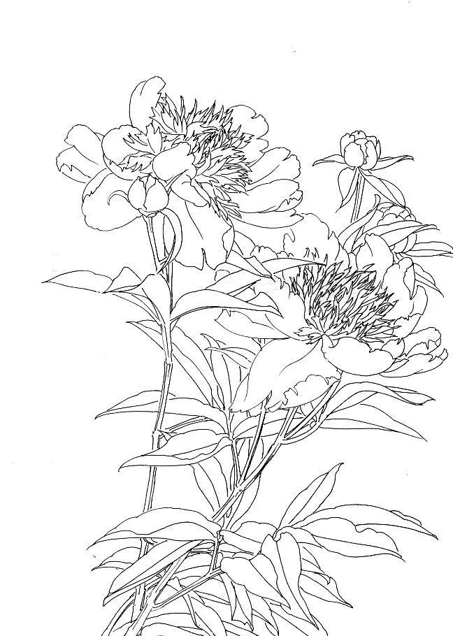 图文教程工笔芍药画法步骤与白描画稿