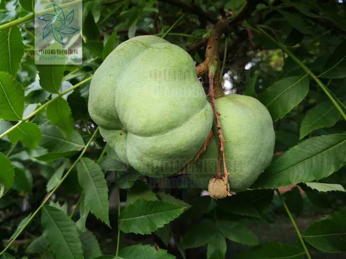 可甜可盐文冠果果实可食可榨油