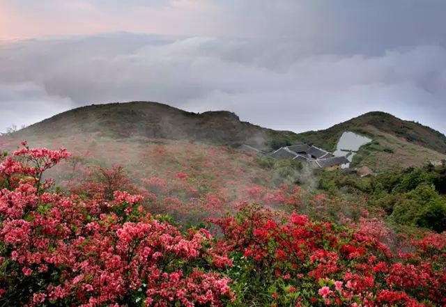 最美人间四月天圣井山赏杜鹃